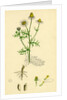 Chrysanthemum Chamomilla Wild Chamomile by Anonymous