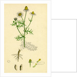 Chrysanthemum Chamomilla Wild Chamomile by Anonymous