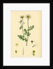 Anthemis Cotula Stinking Mayweed by Anonymous