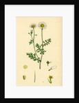 Anthemis Cotula Stinking Mayweed by Anonymous