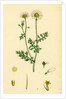 Anthemis Cotula Stinking Mayweed by Anonymous