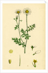 Anthemis Cotula Stinking Mayweed by Anonymous