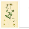 Anthemis Cotula Stinking Mayweed by Anonymous