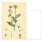 Anthemis Cotula Stinking Mayweed by Anonymous