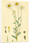 Anthemis Arvensis Var. Genuina Corn Chamomile Var. A. by Anonymous