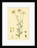 Anthemis Arvensis Var. Genuina Corn Chamomile Var. A. by Anonymous