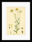 Anthemis Arvensis Var. Genuina Corn Chamomile Var. A. by Anonymous