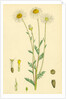 Anthemis Arvensis Var. Genuina Corn Chamomile Var. A. by Anonymous