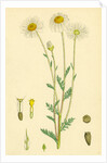 Anthemis Arvensis Var. Genuina Corn Chamomile Var. A. by Anonymous