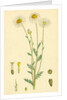 Anthemis Arvensis Var. Genuina Corn Chamomile Var. A. by Anonymous