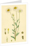 Anthemis Arvensis Var. Genuina Corn Chamomile Var. A. by Anonymous