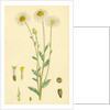 Anthemis Arvensis Var. Genuina Corn Chamomile Var. A. by Anonymous
