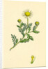 Anthemis Arvensis Var. Anglica Corn Chamomile Var. B. by Anonymous