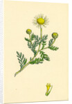 Anthemis Arvensis Var. Anglica Corn Chamomile Var. B. by Anonymous