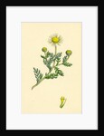 Anthemis Arvensis Var. Anglica Corn Chamomile Var. B. by Anonymous