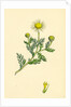 Anthemis Arvensis Var. Anglica Corn Chamomile Var. B. by Anonymous