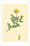 Anthemis Arvensis Var. Anglica Corn Chamomile Var. B. by Anonymous
