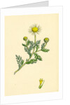 Anthemis Arvensis Var. Anglica Corn Chamomile Var. B. by Anonymous