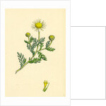 Anthemis Arvensis Var. Anglica Corn Chamomile Var. B. by Anonymous