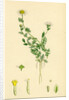 Anthemis Nobilis Common Chamomile by Anonymous