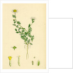 Anthemis Nobilis Common Chamomile by Anonymous