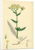 Achillea Millefolium Common Yarrow by Anonymous