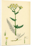 Achillea Millefolium Common Yarrow by Anonymous