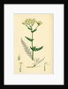 Achillea Millefolium Common Yarrow by Anonymous
