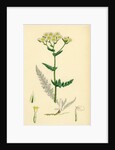 Achillea Millefolium Common Yarrow by Anonymous