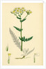 Achillea Millefolium Common Yarrow by Anonymous