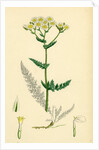 Achillea Millefolium Common Yarrow by Anonymous