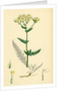 Achillea Millefolium Common Yarrow by Anonymous