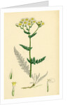 Achillea Millefolium Common Yarrow by Anonymous
