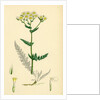 Achillea Millefolium Common Yarrow by Anonymous