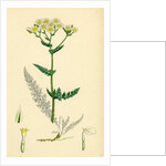 Achillea Millefolium Common Yarrow by Anonymous