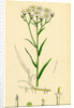 Achillea Ptarmica Sneeze-Wort Yarrow by Anonymous