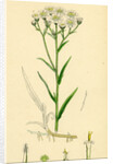 Achillea Ptarmica Sneeze-Wort Yarrow by Anonymous