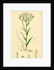 Achillea Ptarmica Sneeze-Wort Yarrow by Anonymous