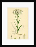 Achillea Ptarmica Sneeze-Wort Yarrow by Anonymous