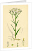 Achillea Ptarmica Sneeze-Wort Yarrow by Anonymous