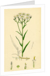 Achillea Ptarmica Sneeze-Wort Yarrow by Anonymous