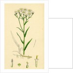 Achillea Ptarmica Sneeze-Wort Yarrow by Anonymous