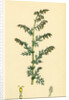 Artemisia Maritima Var. Genuina Sea Wormwood Var. A. by Anonymous