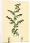 Artemisia Maritima Var. Genuina Sea Wormwood Var. A. by Anonymous