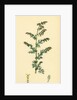 Artemisia Maritima Var. Genuina Sea Wormwood Var. A. by Anonymous