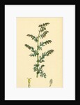 Artemisia Maritima Var. Genuina Sea Wormwood Var. A. by Anonymous