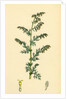 Artemisia Maritima Var. Genuina Sea Wormwood Var. A. by Anonymous