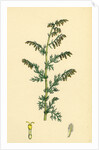 Artemisia Maritima Var. Genuina Sea Wormwood Var. A. by Anonymous