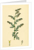 Artemisia Maritima Var. Genuina Sea Wormwood Var. A. by Anonymous