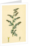Artemisia Maritima Var. Genuina Sea Wormwood Var. A. by Anonymous